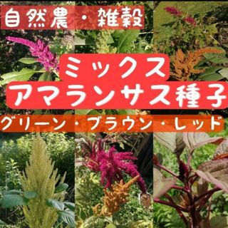 【自然農】アマランサスの種ミックス　たっぷり3g こぼれ種も開花✿ドライフラワー(その他)