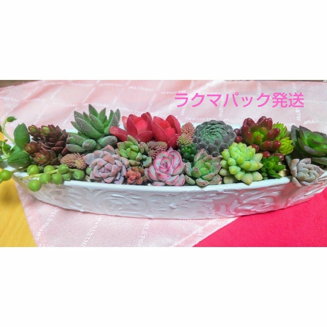 多肉植物の寄せ植え♡陶器に寄せ植え♡そのまま飾れる ハンドメイドのフラワー/ガーデン(その他)の商品写真