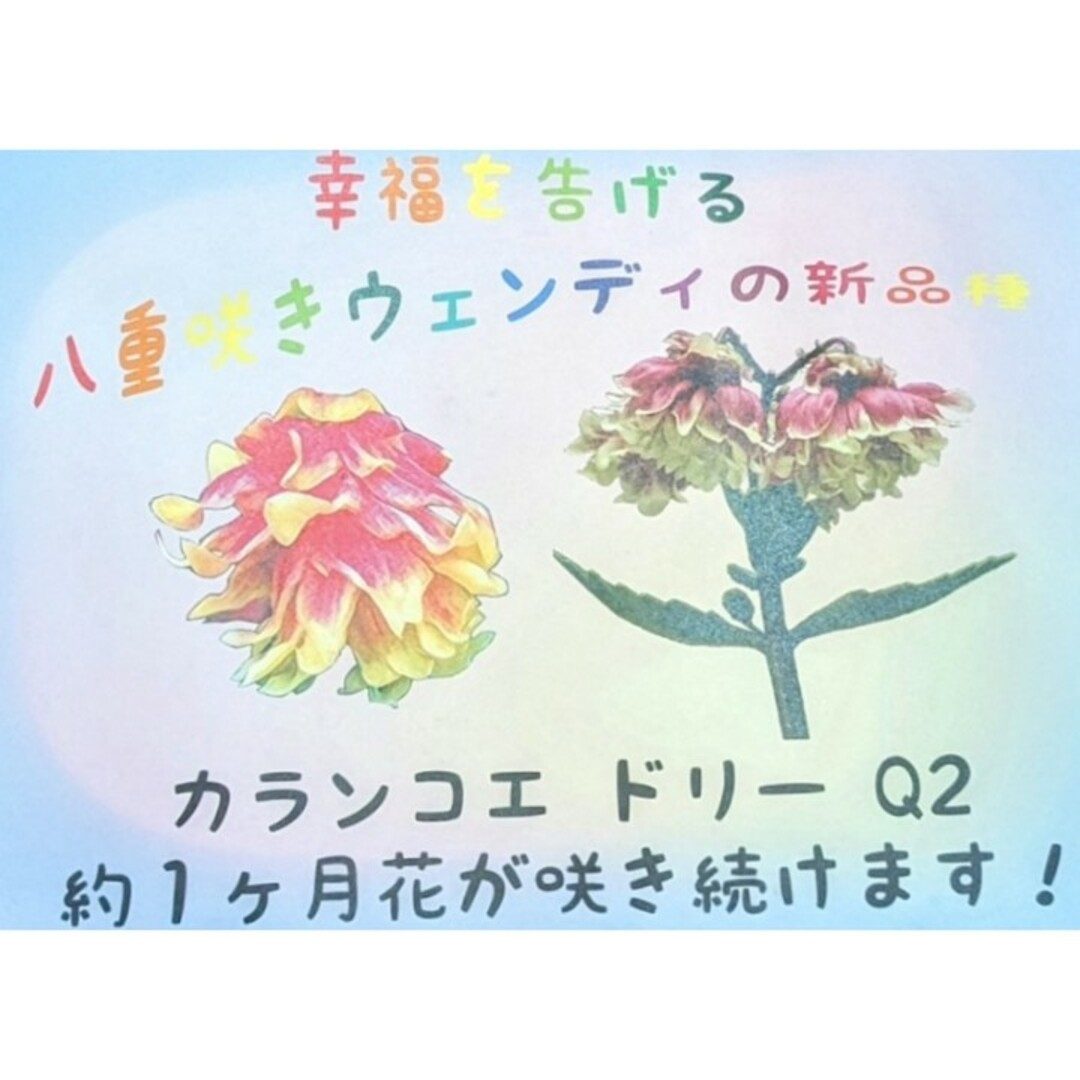 レア♪【ポットごと】カランコエ ドリーQ2 多肉植物 プレステラ プラ鉢 ハンドメイドのフラワー/ガーデン(その他)の商品写真