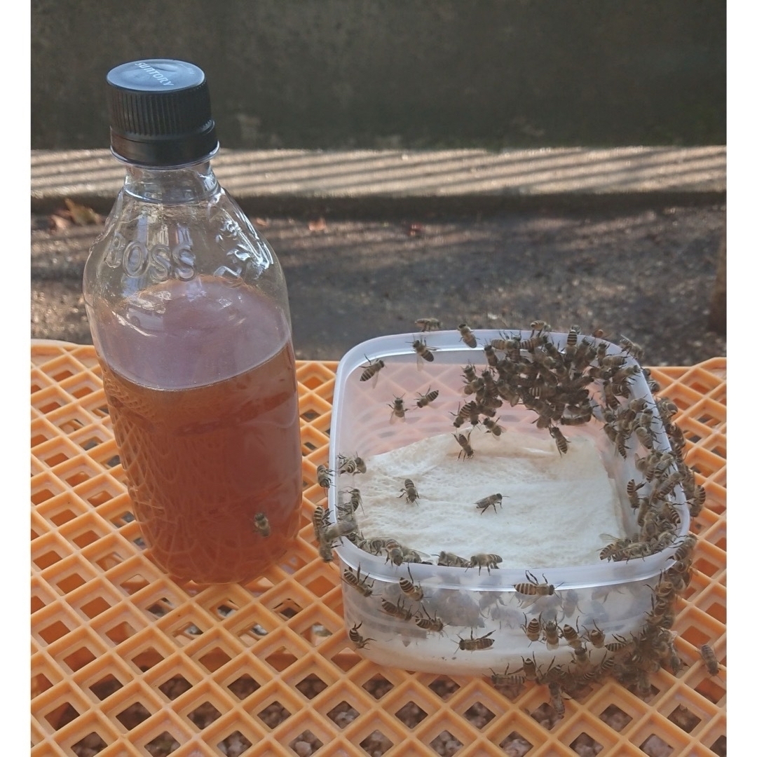 日本蜜蜂誘引液　ミツバチ　ルアー　分蜂 養蜂 蜜蝋 誘引剤 キンリョウヘン待ち箱 その他のペット用品(虫類)の商品写真