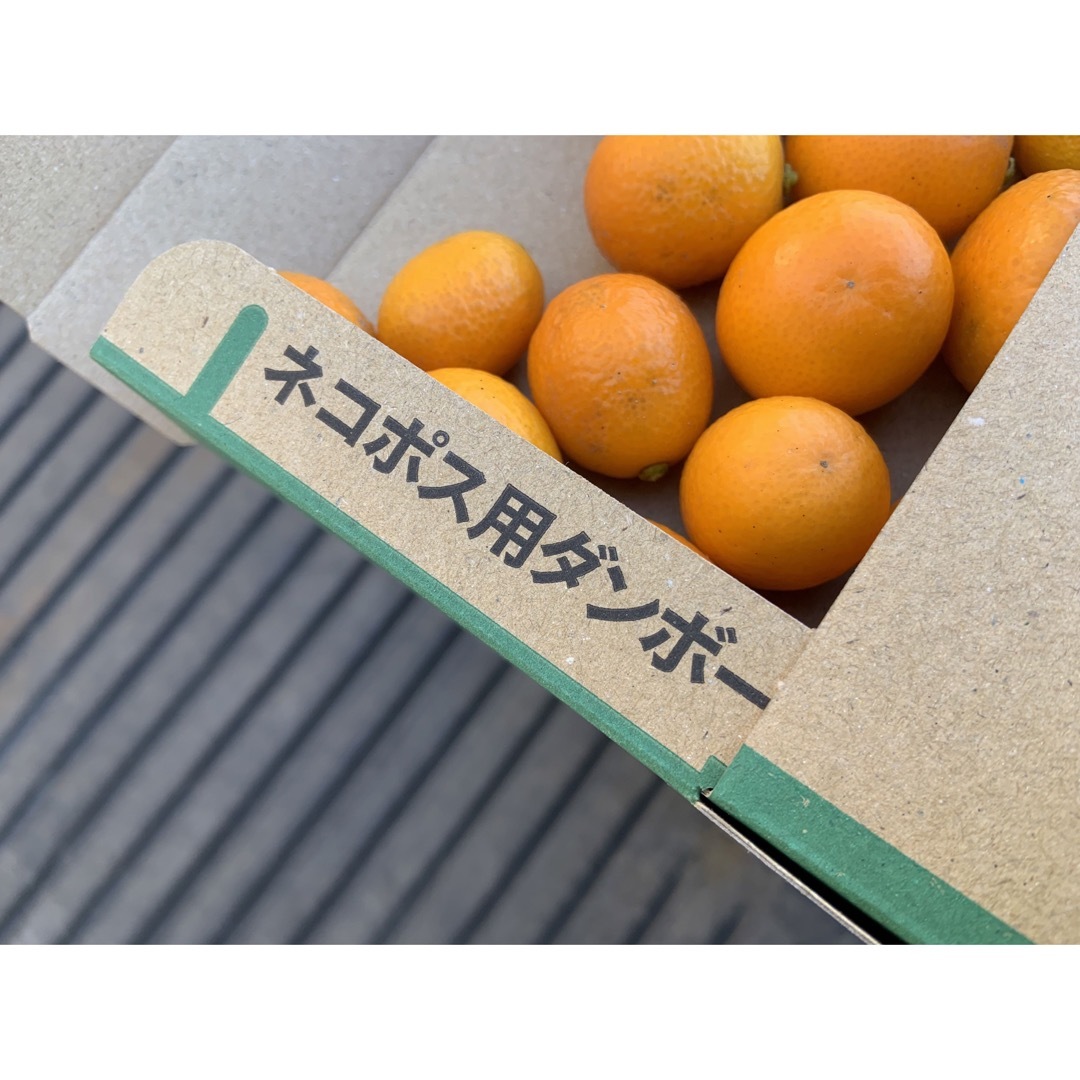【訳あり】キンカン 無農薬　約1キロ 食品/飲料/酒の食品(フルーツ)の商品写真
