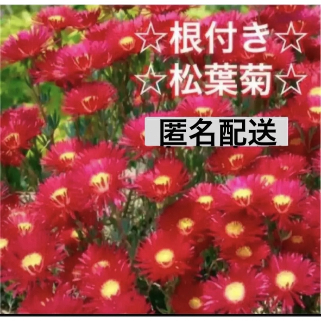 ①☆鮮やかな☆松葉菊レッド☆安心の根付き☆ ハンドメイドのフラワー/ガーデン(プランター)の商品写真