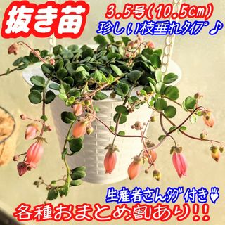 レア♪【抜き苗】カランコエ フィフィ 多肉植物 プラ鉢 プレステラ(その他)