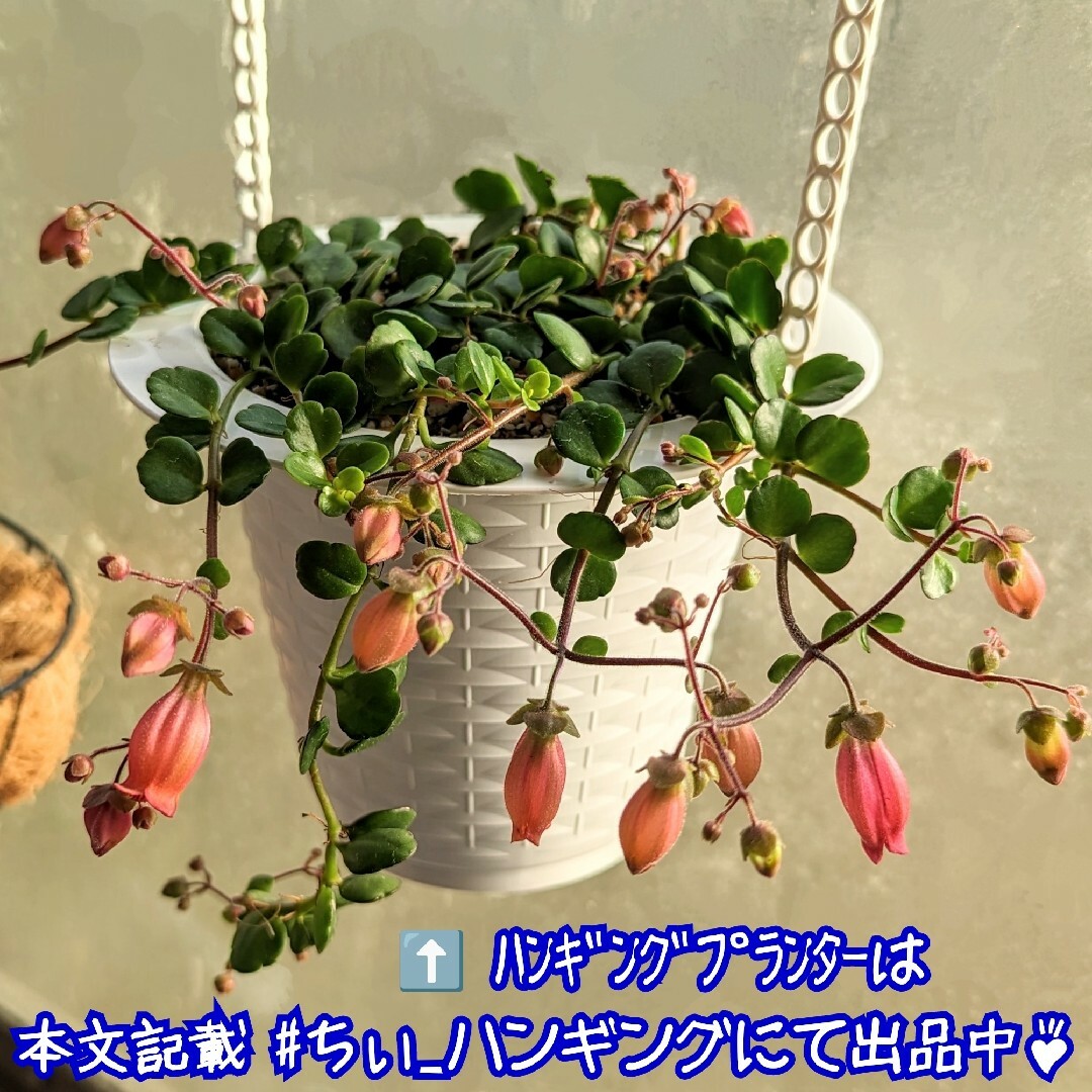 レア♪【ポットごと】カランコエ フィフィ 多肉植物 プラ鉢 プレステラ ハンドメイドのフラワー/ガーデン(その他)の商品写真