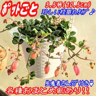 レア♪【ポットごと】カランコエ フィフィ 多肉植物 プラ鉢 プレステラ(その他)