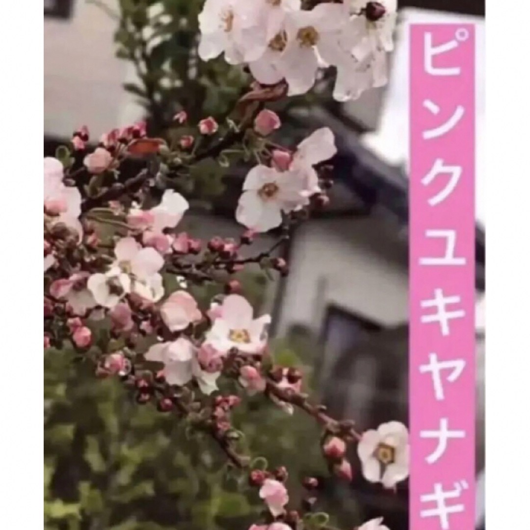 ピンクユキヤナギ苗　一株 ハンドメイドのフラワー/ガーデン(その他)の商品写真