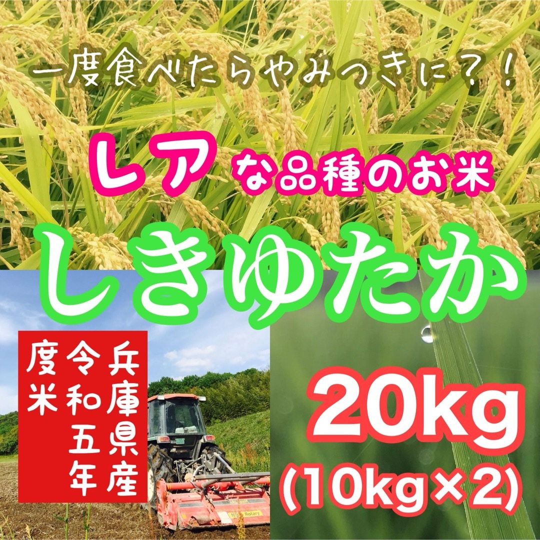 リピ買い 農家のレア品種米 令和5年 兵庫県産シキユタカ 20kg(10kg×2 食品/飲料/酒の食品(米/穀物)の商品写真