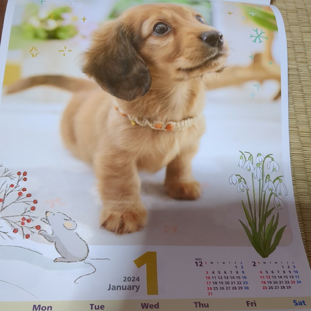 2024年Calendar　ワンニャンLIFEイラストももち　新品未使用 インテリア/住まい/日用品の文房具(カレンダー/スケジュール)の商品写真