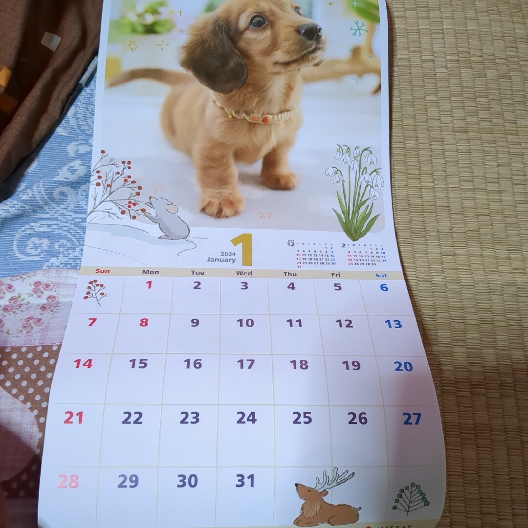 2024年Calendar　ワンニャンLIFEイラストももち　新品未使用 インテリア/住まい/日用品の文房具(カレンダー/スケジュール)の商品写真