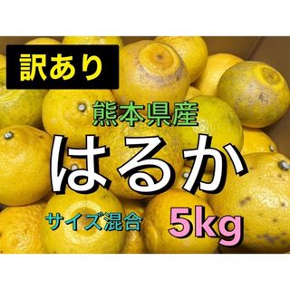 はるか　訳あり　5kg(フルーツ)