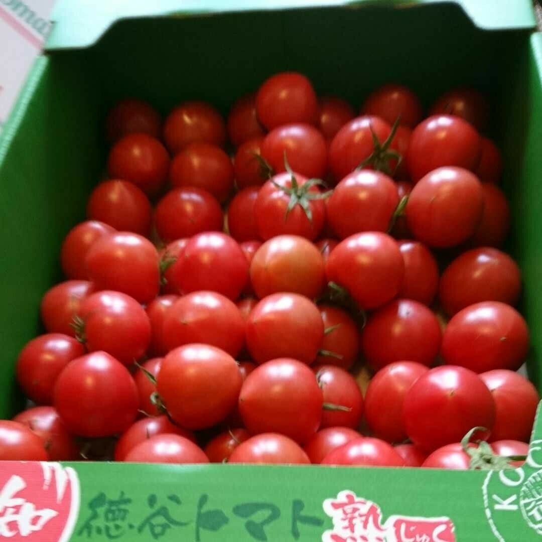 高知県 徳谷トマト フルーツトマト　送料無料 4k 食品/飲料/酒の食品(野菜)の商品写真