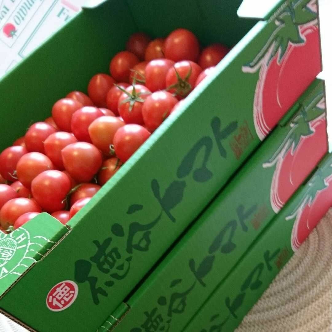 高知県 徳谷トマト フルーツトマト　送料無料 4k 食品/飲料/酒の食品(野菜)の商品写真