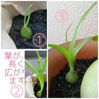 【赤ちゃん球根】アルブカブラクテアータ 3粒　珍し多肉系観葉植物(その他)