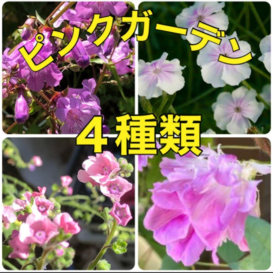 花の種 ピンク4種類セット ①  アサガオ・シノグロッサム・等 多年草 ハンドメイドのフラワー/ガーデン(その他)の商品写真