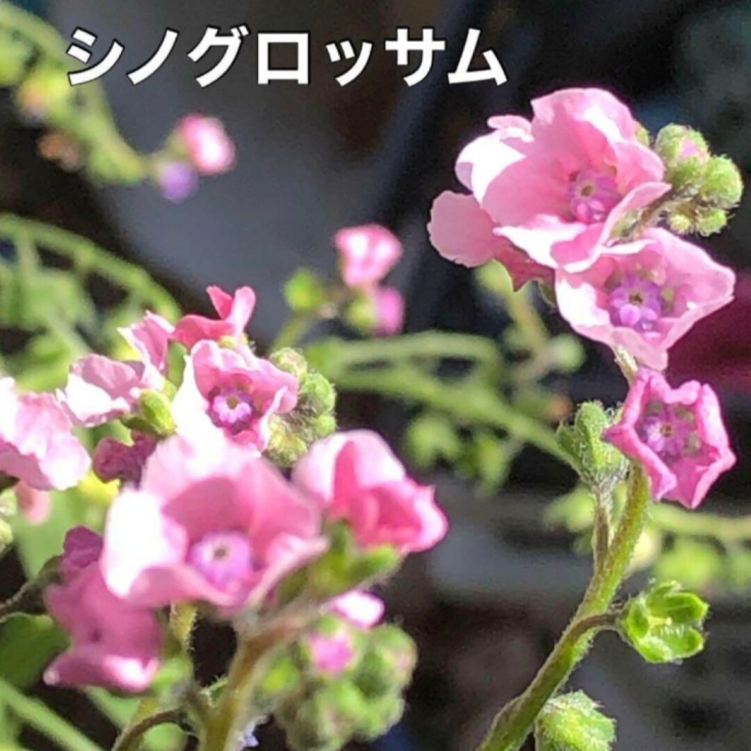 花の種 ピンク4種類セット ①  アサガオ・シノグロッサム・等 多年草 ハンドメイドのフラワー/ガーデン(その他)の商品写真