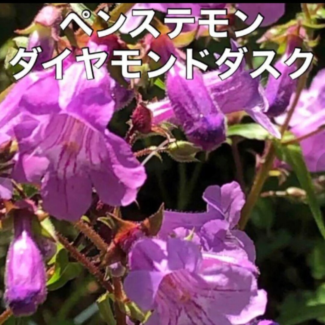 花の種 ピンク4種類セット ①  アサガオ・シノグロッサム・等 多年草 ハンドメイドのフラワー/ガーデン(その他)の商品写真
