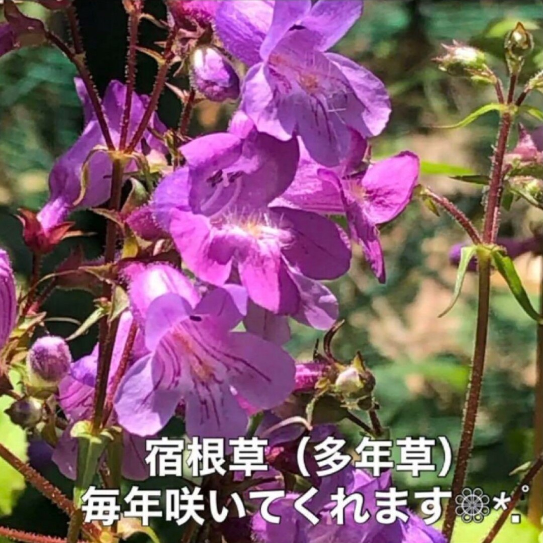 花の種 ピンク4種類セット ①  アサガオ・シノグロッサム・等 多年草 ハンドメイドのフラワー/ガーデン(その他)の商品写真