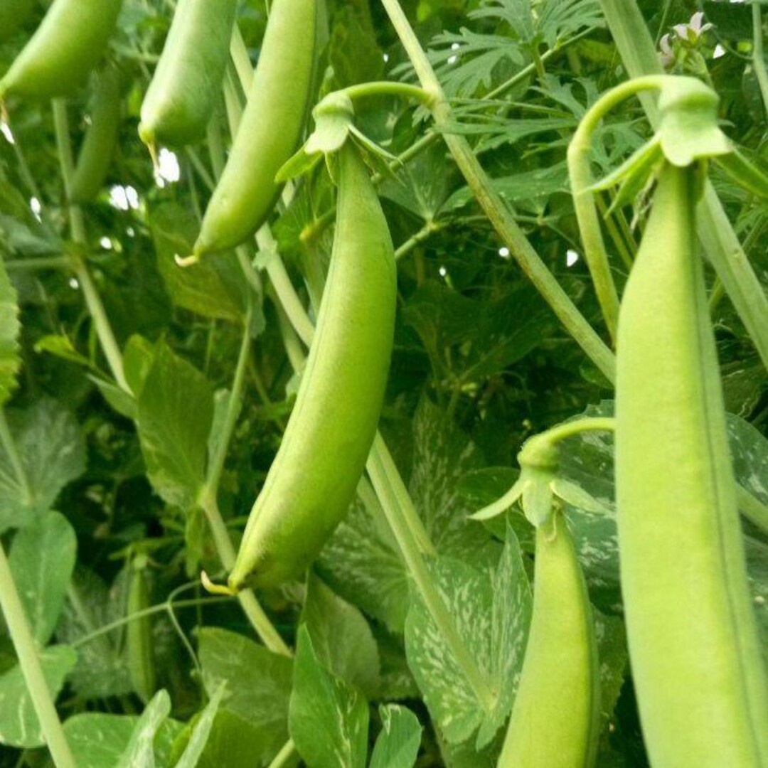 自然農法　スナップエンドウの固定種　５０粒 食品/飲料/酒の食品(野菜)の商品写真