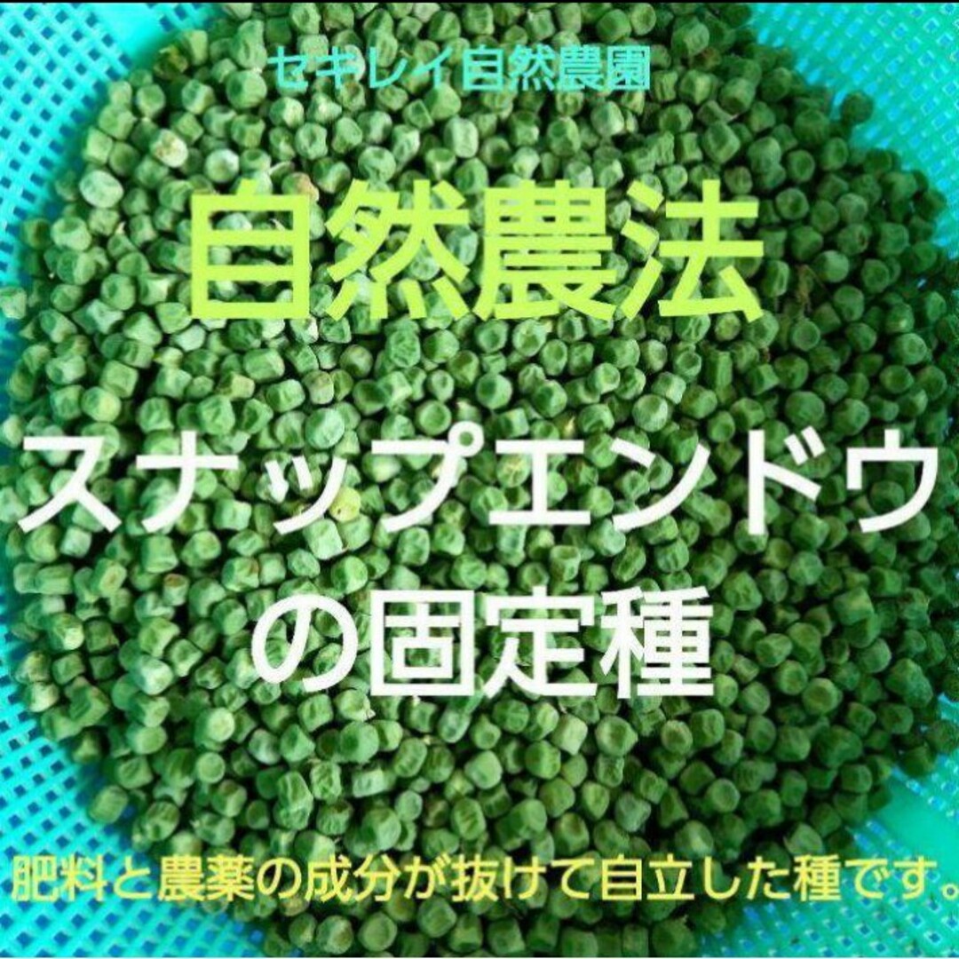 自然農法　スナップエンドウの固定種　５０粒 食品/飲料/酒の食品(野菜)の商品写真