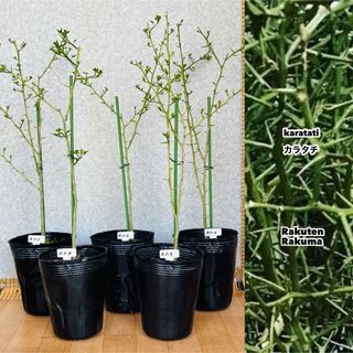 【送料無料】カラタチ 苗　まとめて5鉢　4.5号鉢植え　柑橘類接木用(その他)