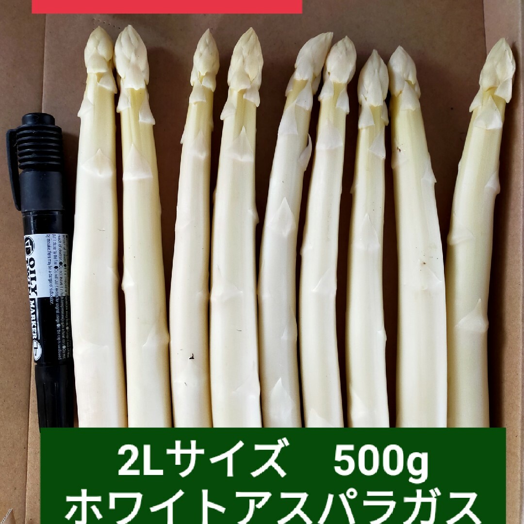 ２Lサイズ　ホワイトアスパラガス500g 食品/飲料/酒の食品(野菜)の商品写真