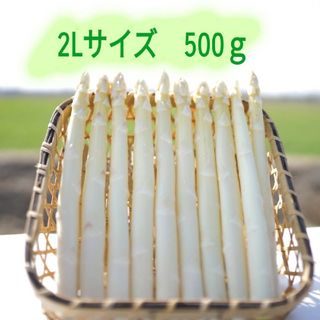 ２Lサイズ　ホワイトアスパラガス500g(野菜)