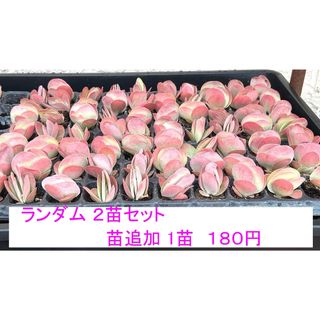 美苗‼️多肉植物 カランコエ 唐印(デザートローズ)2苗 抜き苗セット４(その他)