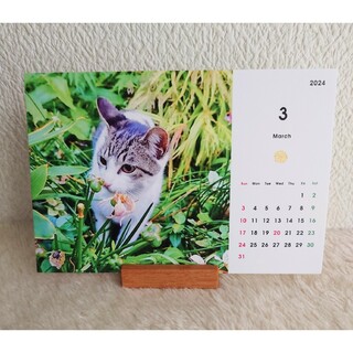 【チャリティ】猫 卓上カレンダー 2024年 地域猫 ボランティア 新品 寄付(カレンダー/スケジュール)