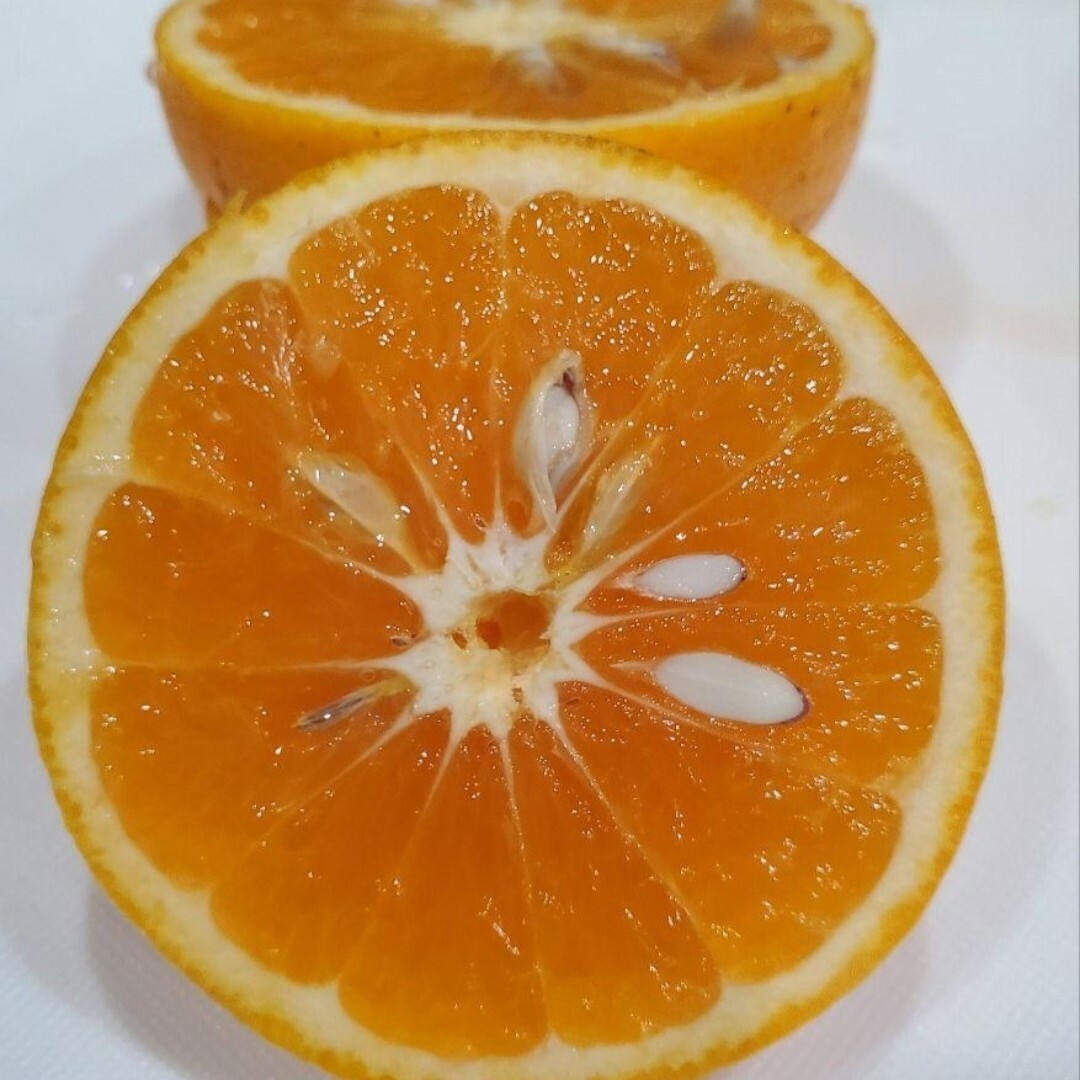 熊本県産　清見オレンジ　箱込10.5キロ 食品/飲料/酒の食品(フルーツ)の商品写真