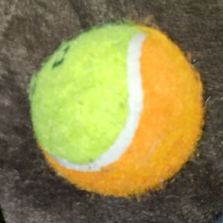 テニスボール(ボール)