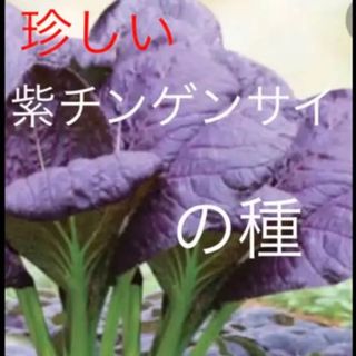 珍しい 紫チンゲンサイ 野菜の種 20個(野菜)