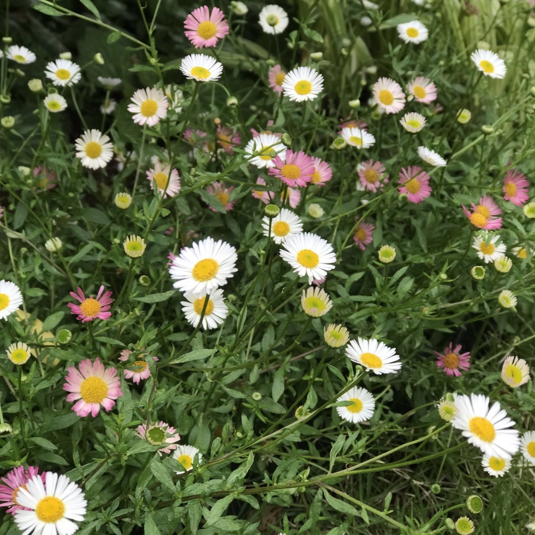 エリゲロン　源平小菊　種　花の種　　宿根草　小菊　小花　春まき ハンドメイドのフラワー/ガーデン(その他)の商品写真