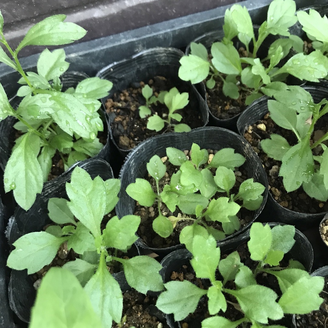 エリゲロン　源平小菊　種　花の種　　宿根草　小菊　小花　春まき ハンドメイドのフラワー/ガーデン(その他)の商品写真