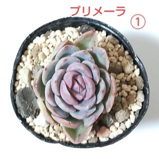 多肉植物　プリメーラ　①　抜き苗(その他)