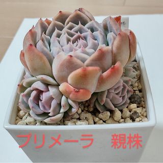 多肉植物　プリメーラ　抜き苗(その他)