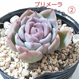 多肉植物　プリメーラ　②　抜き苗(その他)