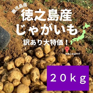 【2/12収穫】徳之島産　じゃがいも　ニシユタカ　ばれいしょ　20 kg　訳アリ(野菜)