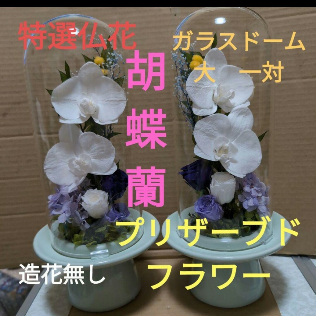 特選仏花 ガラスドーム 大 胡蝶蘭 一対 造花無し プリザーブド 特選仏花 ガラスドーム 大 胡蝶蘭 一対 造花無し プリザーブド