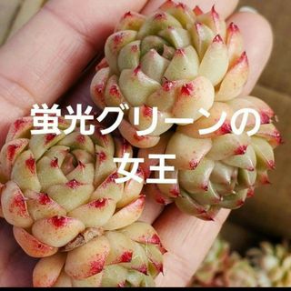 蛍光グリーンの女王♡カット苗 群生 1つ 多肉植物(その他)