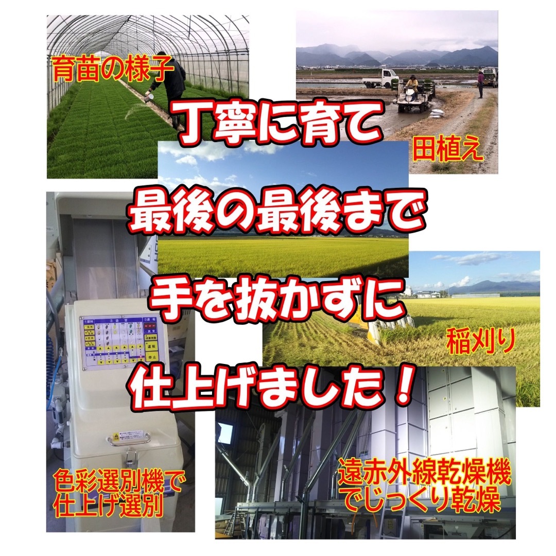 お米　もち米１０kg　ふわふわお餅のわたぼうし!　令和5年産 食品/飲料/酒の食品(米/穀物)の商品写真