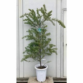 《現品》ミモザアカシア　樹高1.5ｍ（鉢含まず）45【鉢植え/苗木】(その他)