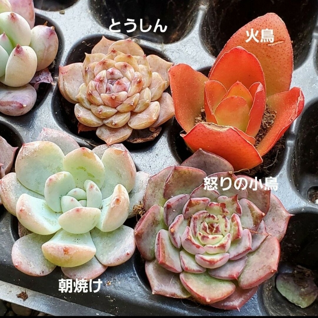 専用ページ♡お得♡よくばりセット 6種♡多肉植物 根付き ワインレッドのバラ 他 ハンドメイドのフラワー/ガーデン(その他)の商品写真