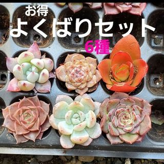 専用ページ♡お得♡よくばりセット 6種♡多肉植物 根付き ワインレッドのバラ 他(その他)