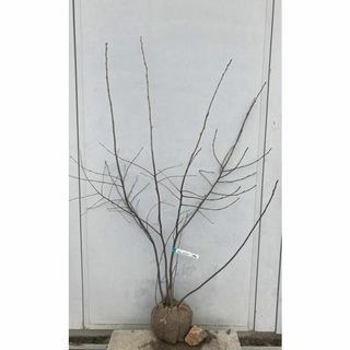 《現品》ジューンベリー 株立ち　樹高1.3ｍ（根鉢含まず）182【果樹苗木/植木(その他)