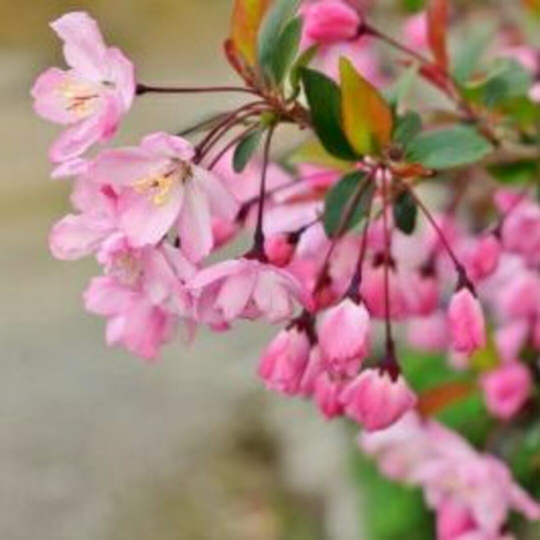 《現品》ハナカイドウ　樹高1.5ｍ（根鉢含まず）26【花海棠/苗木/垂糸海棠】 ハンドメイドのフラワー/ガーデン(その他)の商品写真