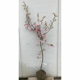 《現品》ハナカイドウ　樹高1.5ｍ（根鉢含まず）26【花海棠/苗木/垂糸海棠】(その他)