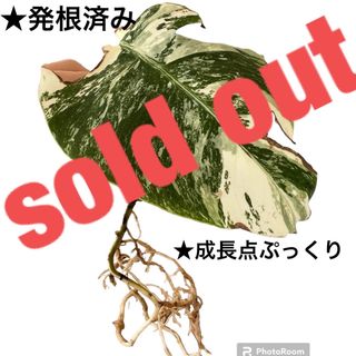 E モンステラ斑入り　カット苗　カット茎　発根済み　新芽　成長点　散り斑　植物(その他)