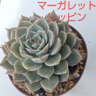 多肉植物　マーガレットレッピン　ピンクプリティ　抜き苗(その他)