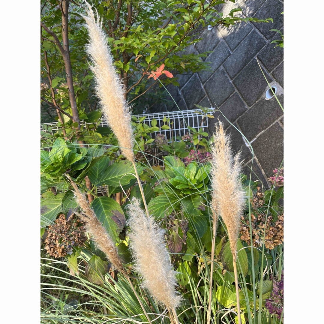 ◾️パンパスグラス・プミラの種子◾️ ハンドメイドのフラワー/ガーデン(その他)の商品写真