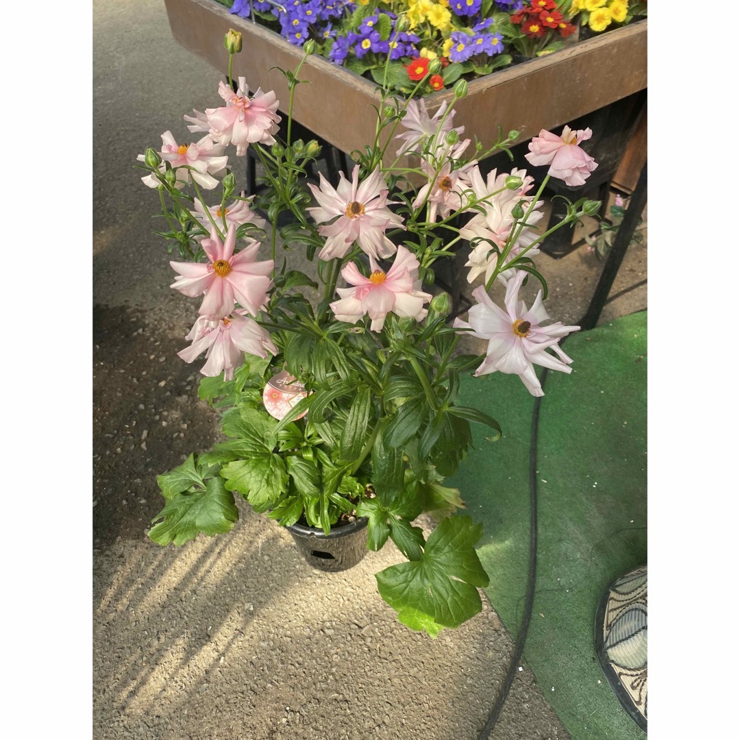 ラナンキュラス　ラックス　ピンク　花付き ハンドメイドのフラワー/ガーデン(その他)の商品写真